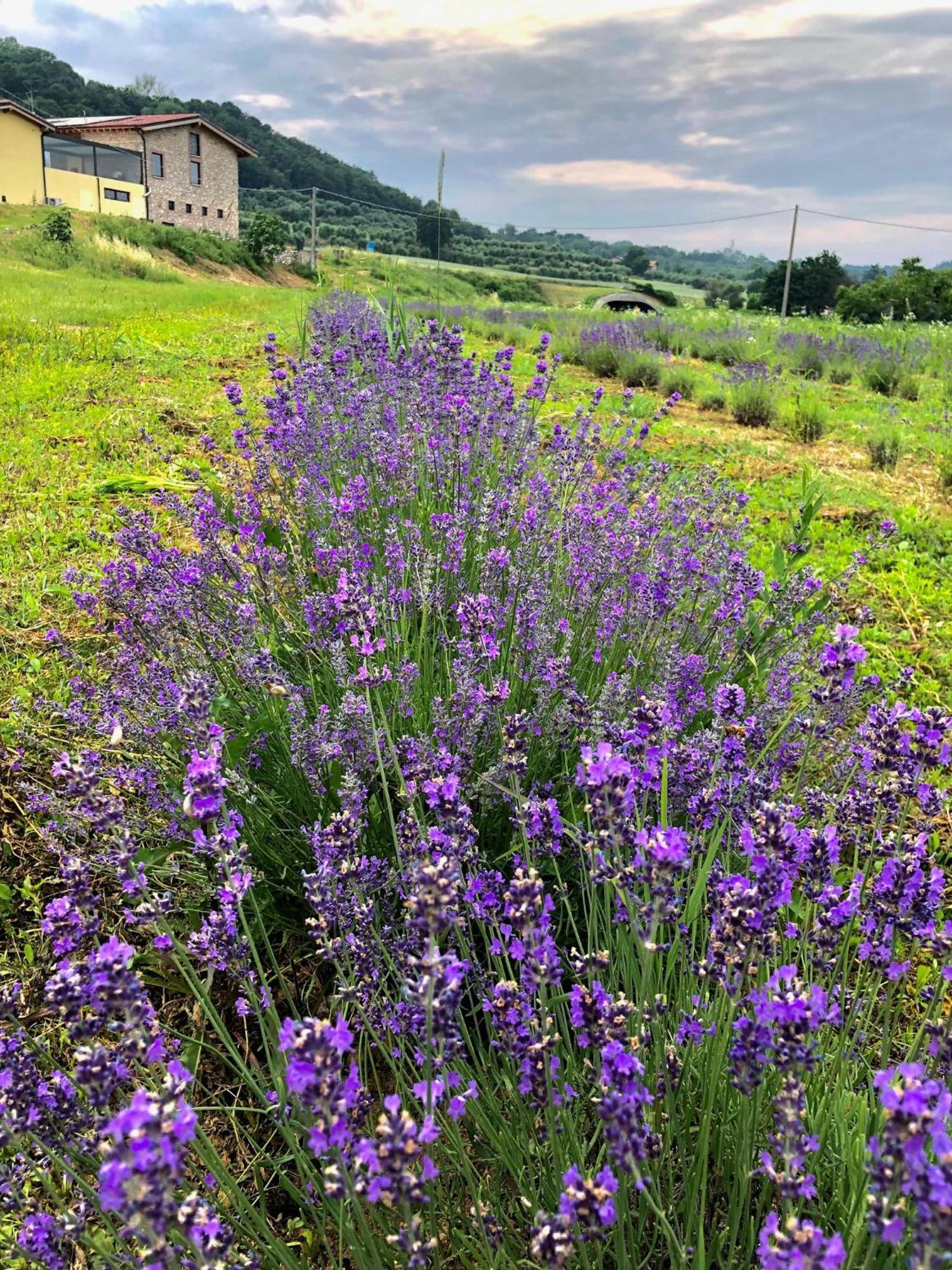 Agriturismo Al Mancino Lonato del Garda Exterior foto